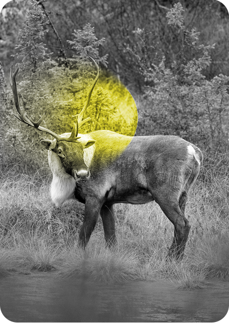 Día Mundial de la Ecología